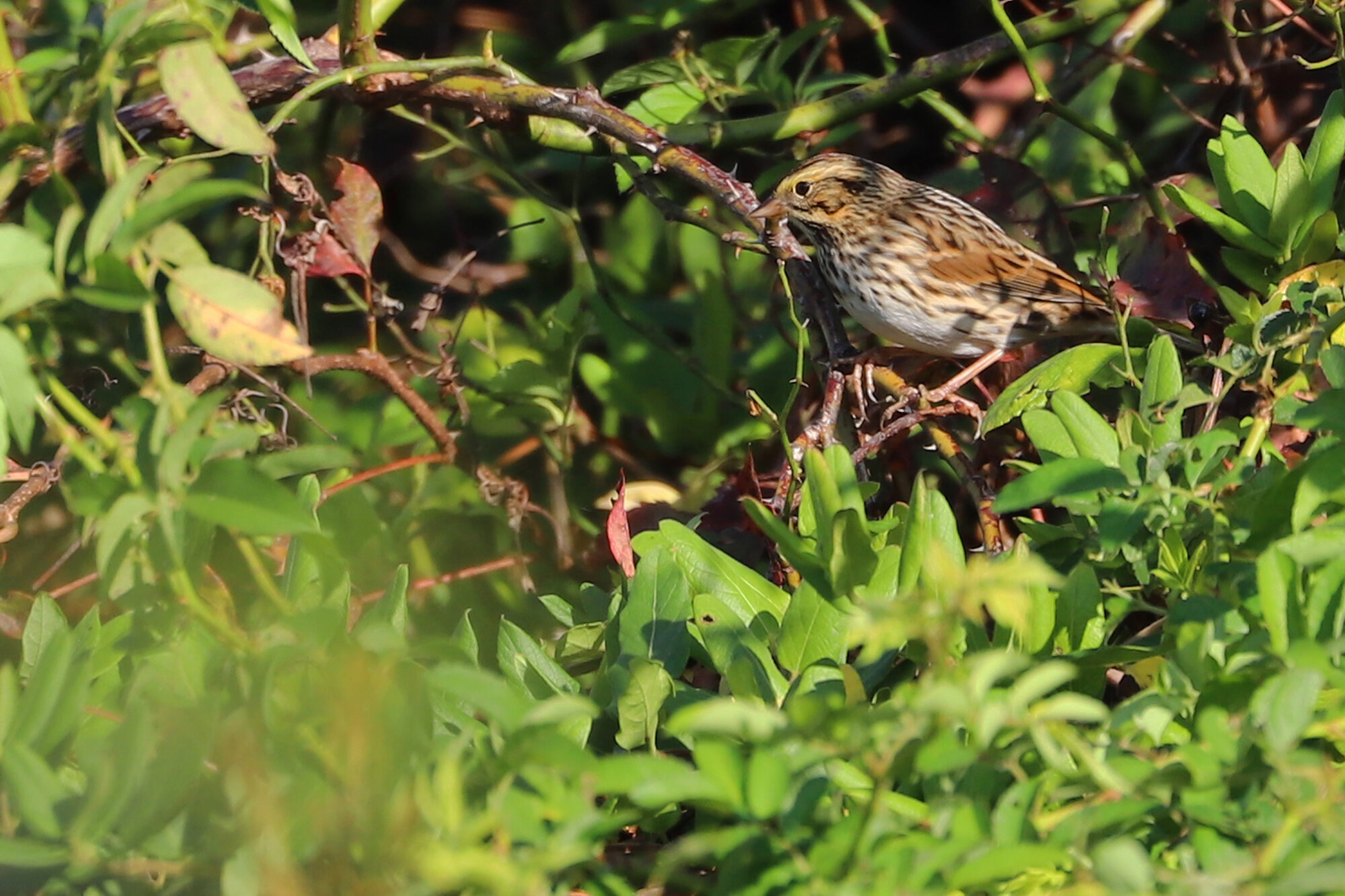  Savannah Sparrow (Savannah) / Princess Anne WMA Whitehurst Tract / 13 Oct 