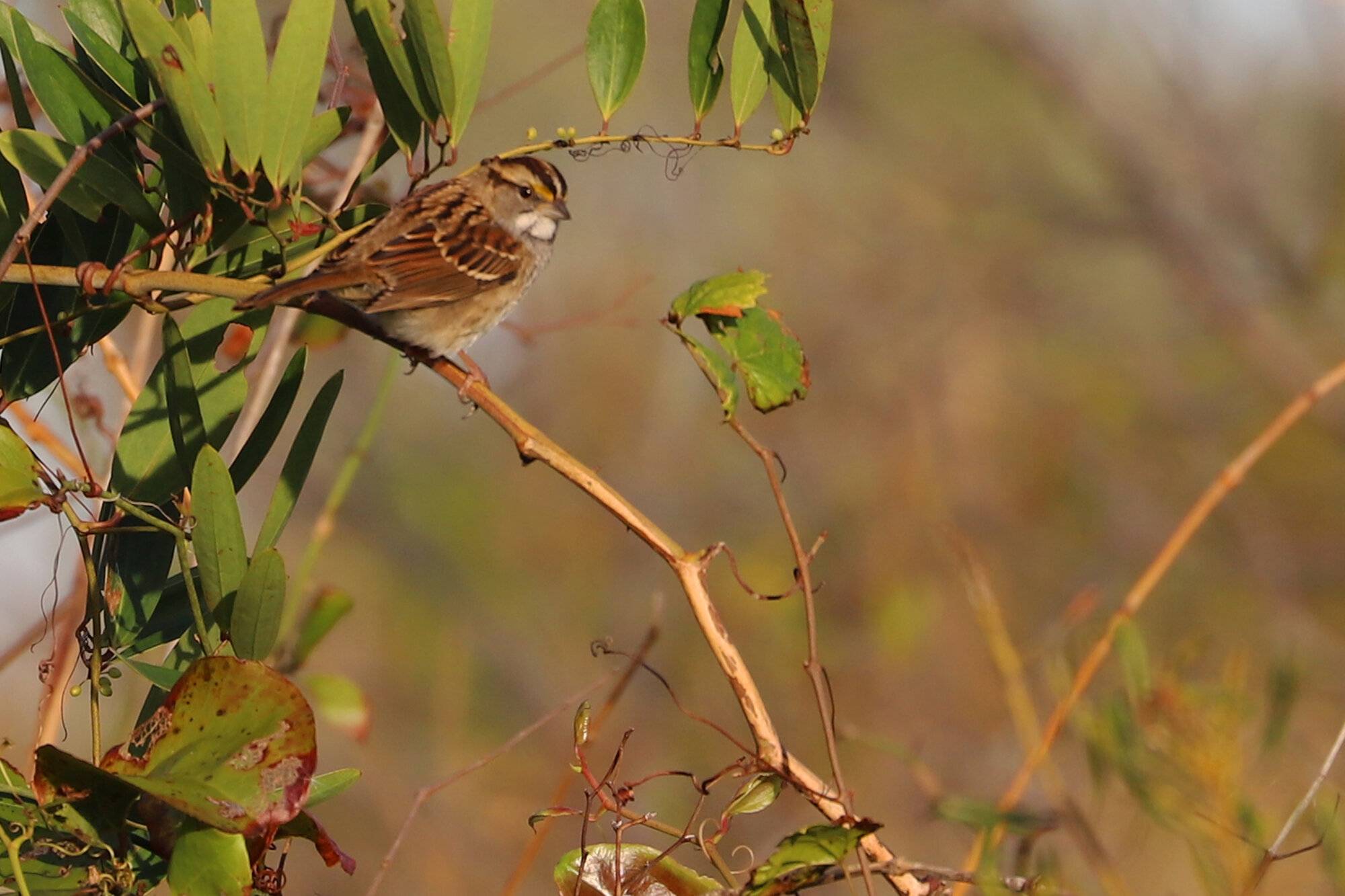  White-throated Sparrow / Back Bay NWR / 19 Oct 