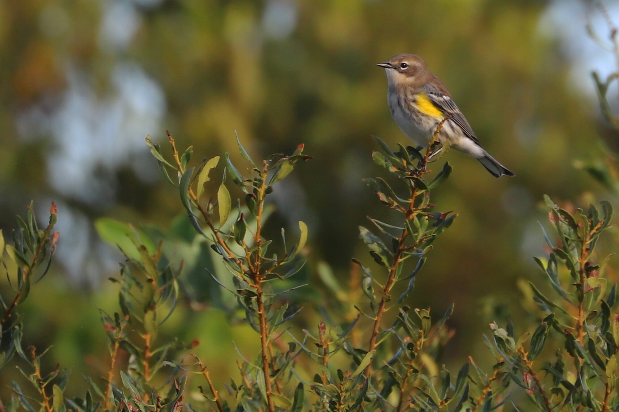  Yellow-rumped Warbler (Myrtle) / Back Bay NWR / 19 Oct; please click this photo to advance to the next! 