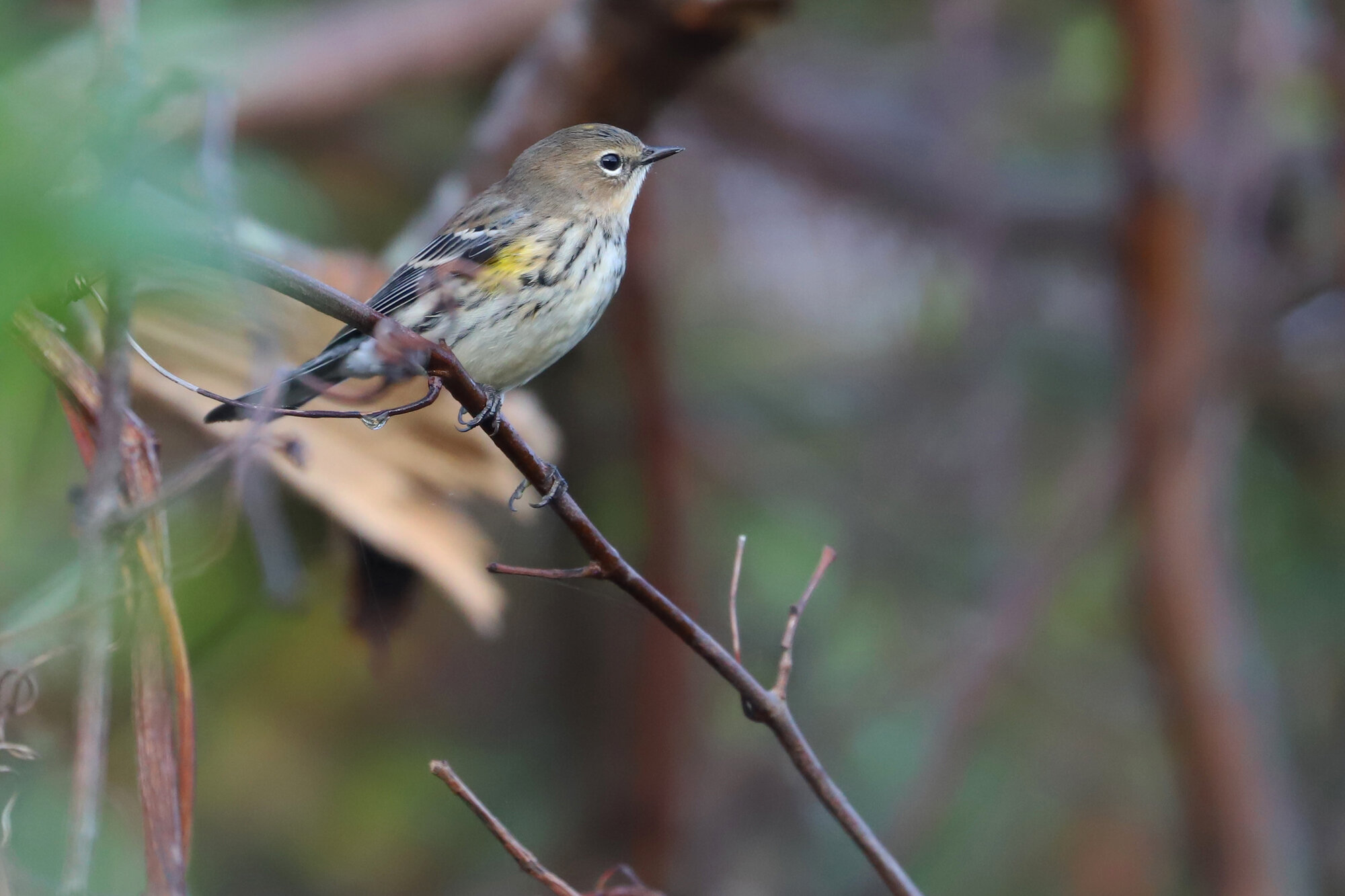  Yellow-rumped Warbler (Myrtle) / Back Bay NWR / 26 Oct 
