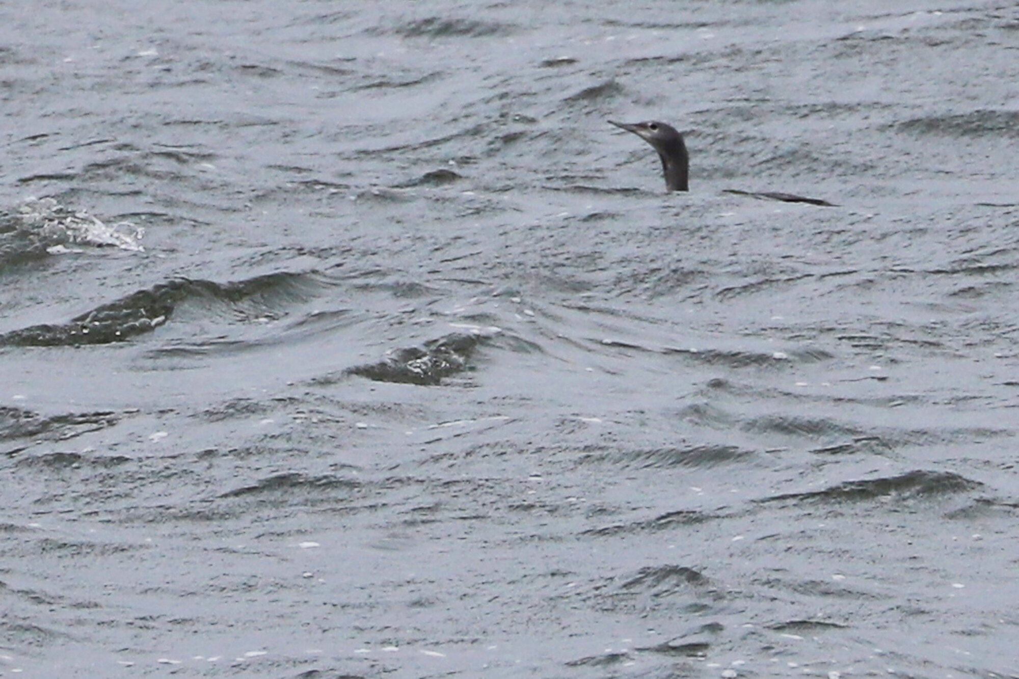 Red-throated Loon / First Landing SP / 27 Oct 