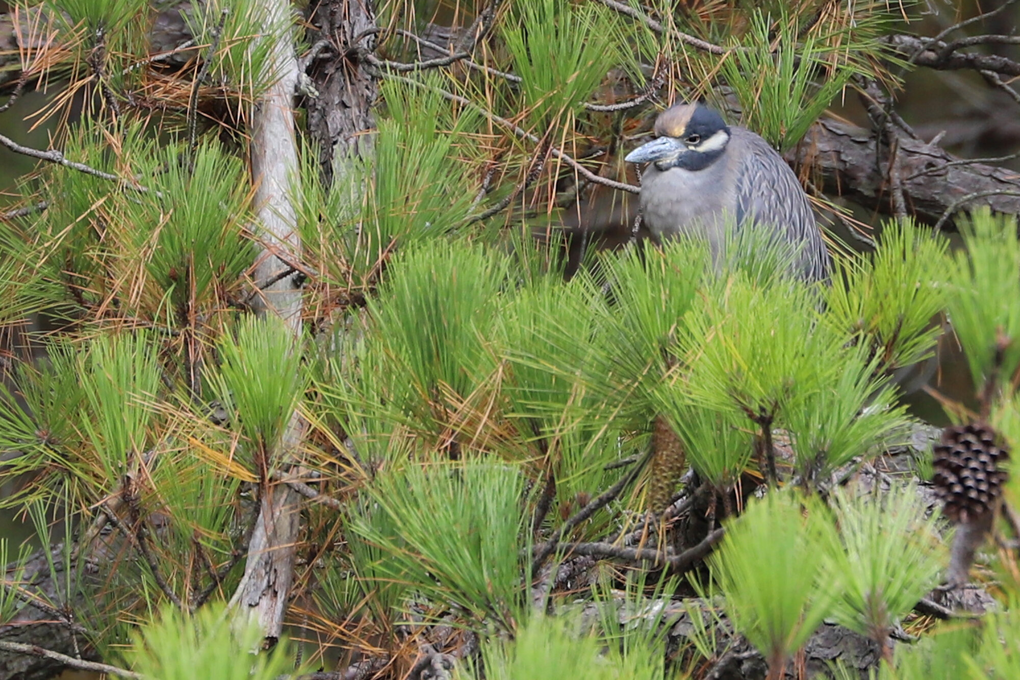  Yellow-crowned Night-Heron / Pleasure House Point NA / 5 Oct 