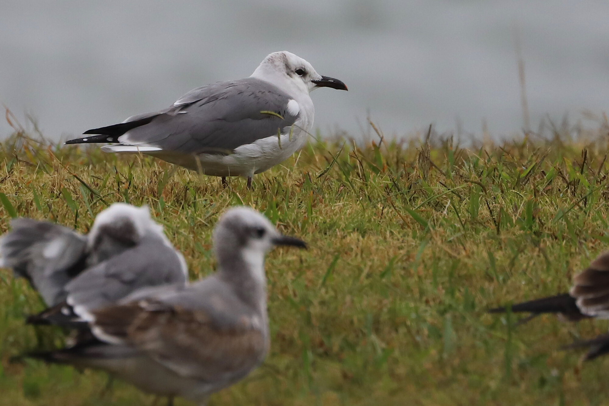  Laughing Gulls / Rudee Inlet during Post Tropical Cyclone Nestor / 20 Oct 