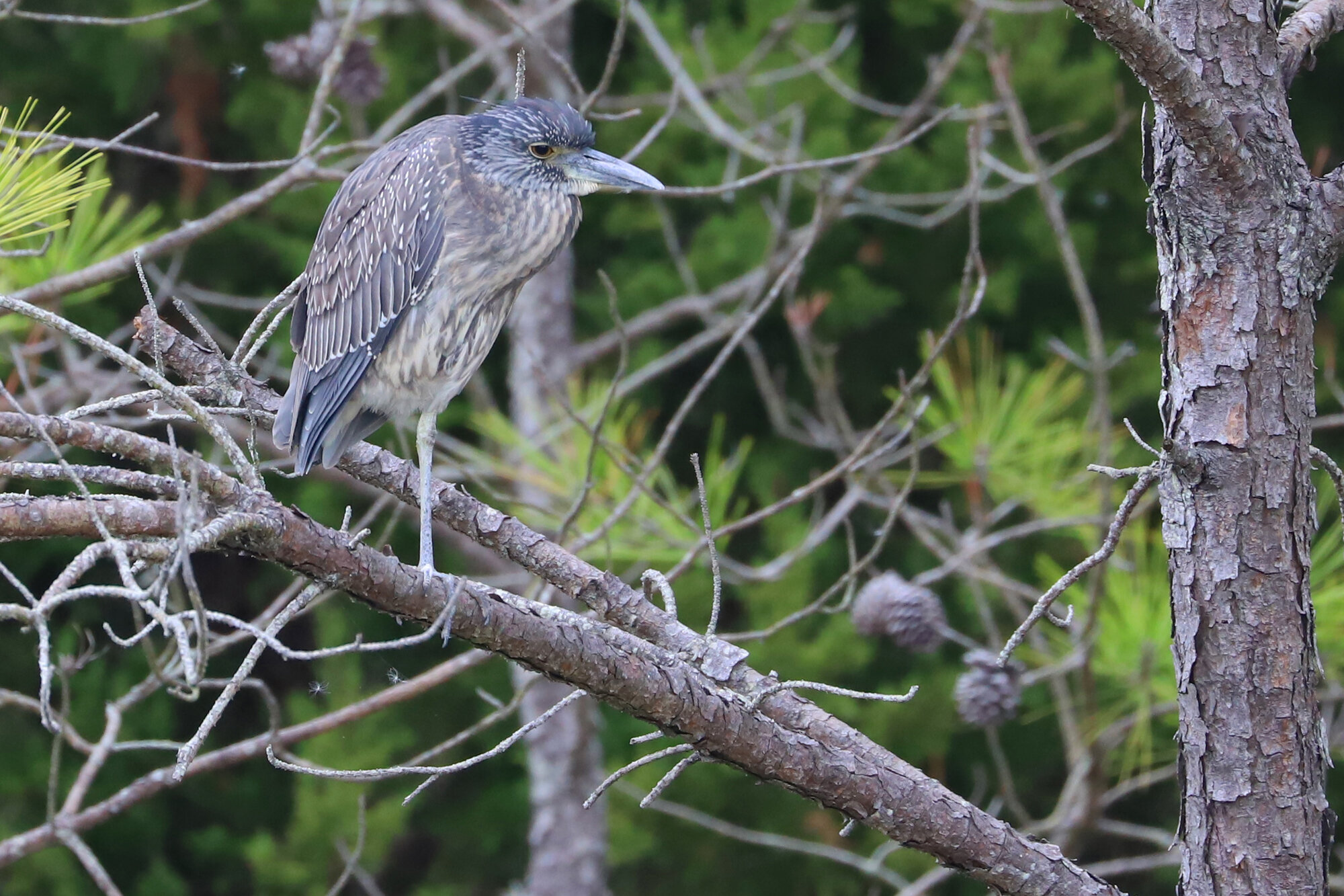  Yellow-crowned Night-Heron / Pleasure House Point NA / 25 Oct 