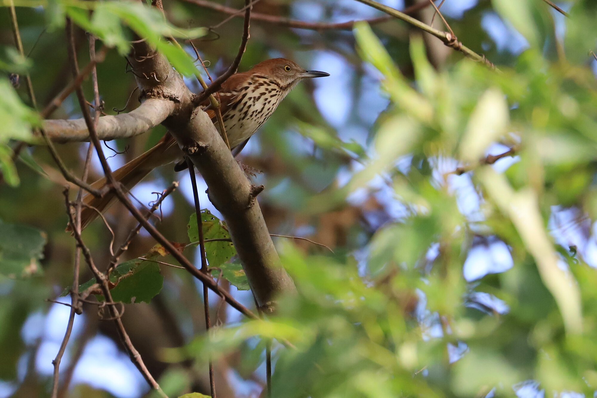  Brown Thrasher / Back Bay NWR / 5 Oct; please click this photo to advance to the next! 