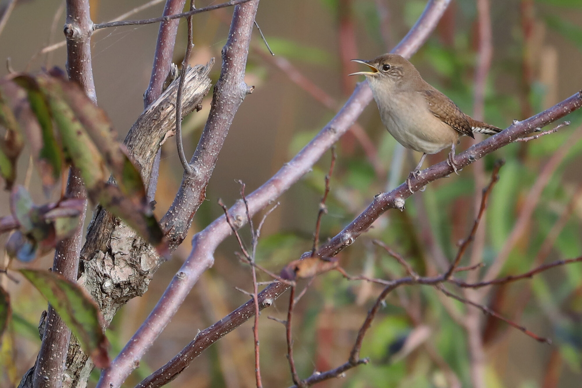  House Wren / Back Bay NWR / 12 Oct; please click this photo to advance to the next! 