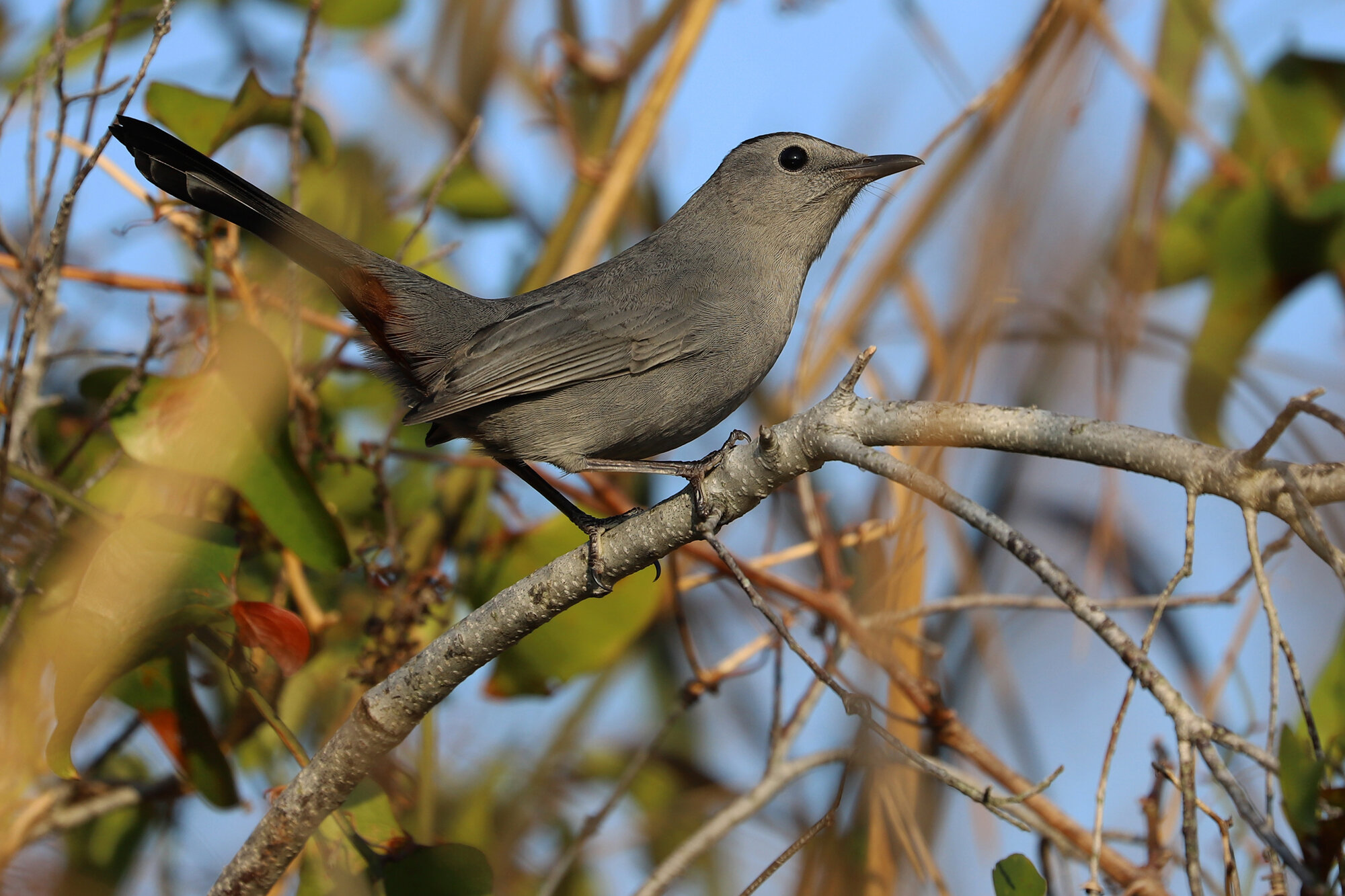  Gray Catbird / Back Bay NWR / 14 Oct 