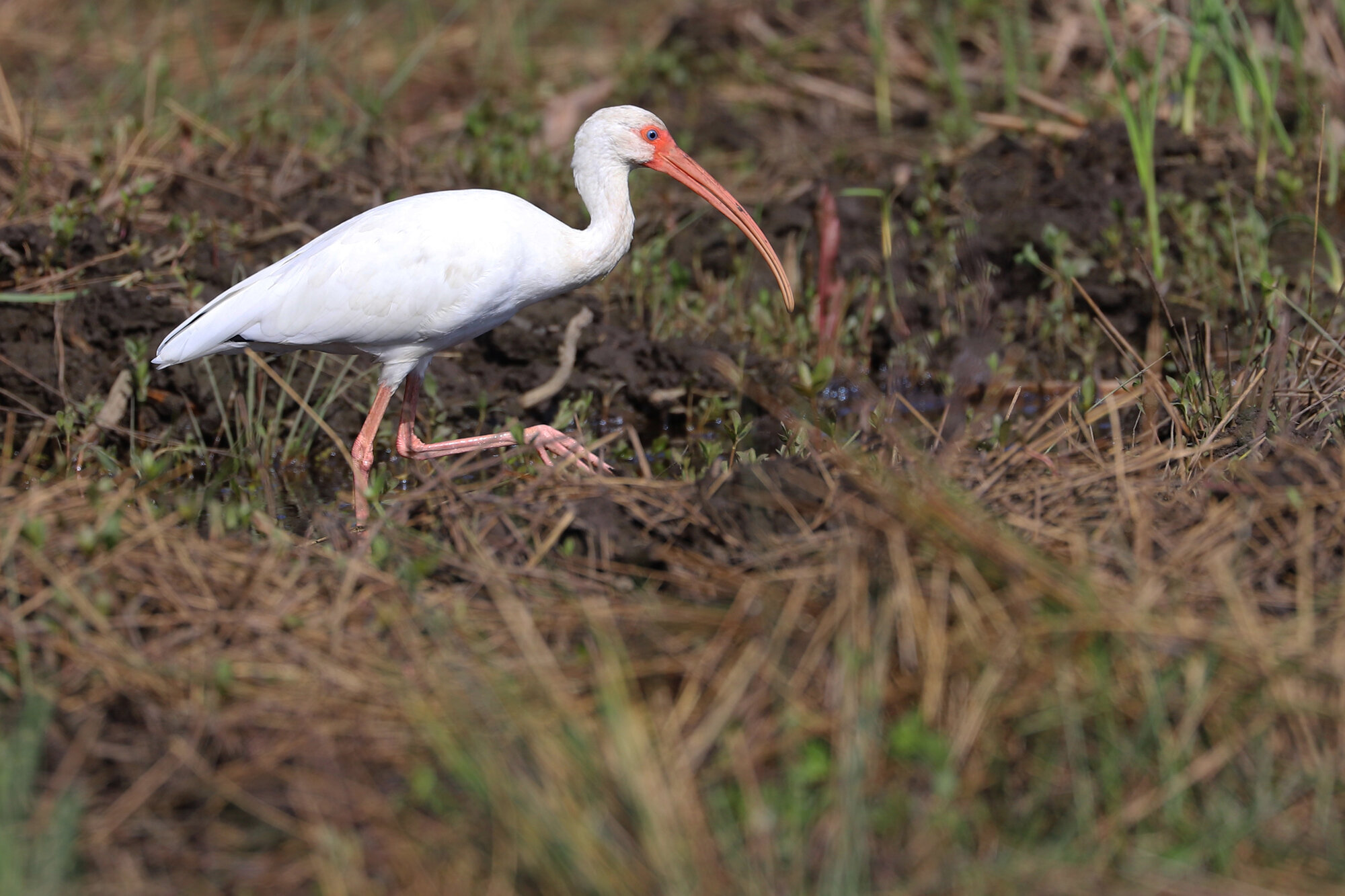  White Ibis / Back Bay Landing Rd. / 19 Oct 