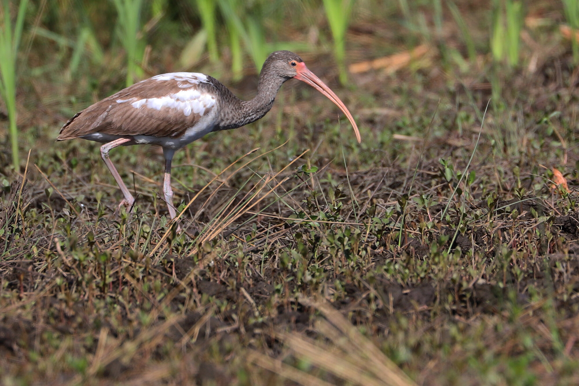  White Ibis / Back Bay Landing Rd. / 19 Oct; please click this photo to advance to the next! 