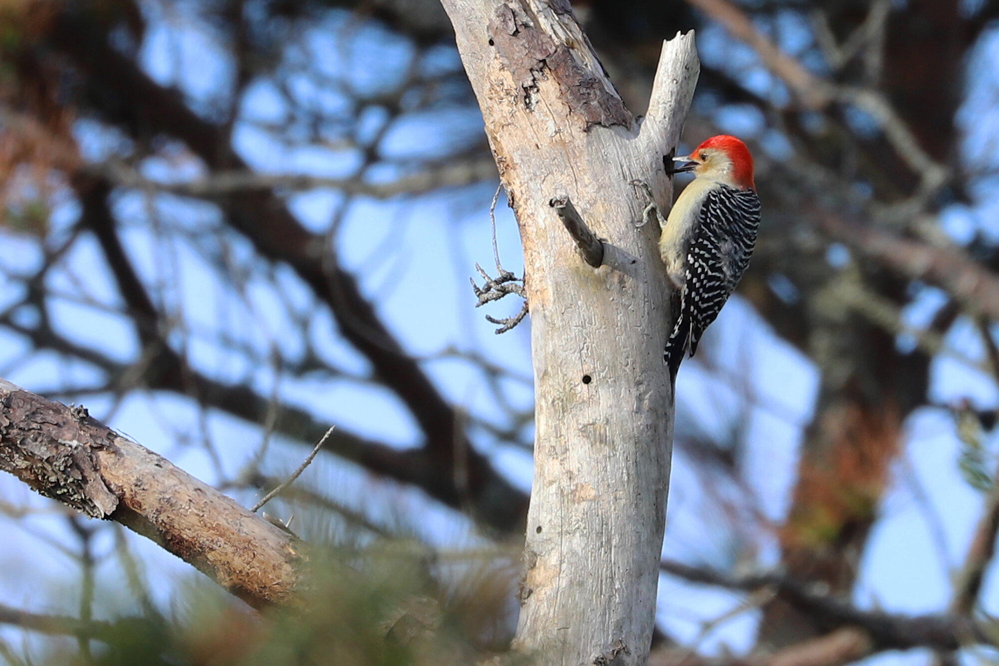  Red-bellied Woodpecker / Back Bay NWR / 26 Oct 