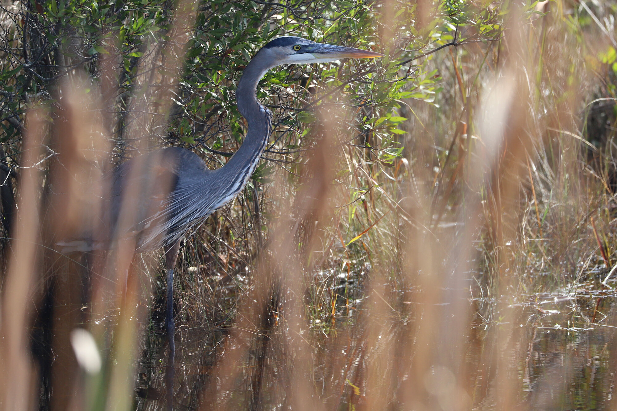  Great Blue Heron (Blue Morph) / Back Bay NWR / 26 Oct 