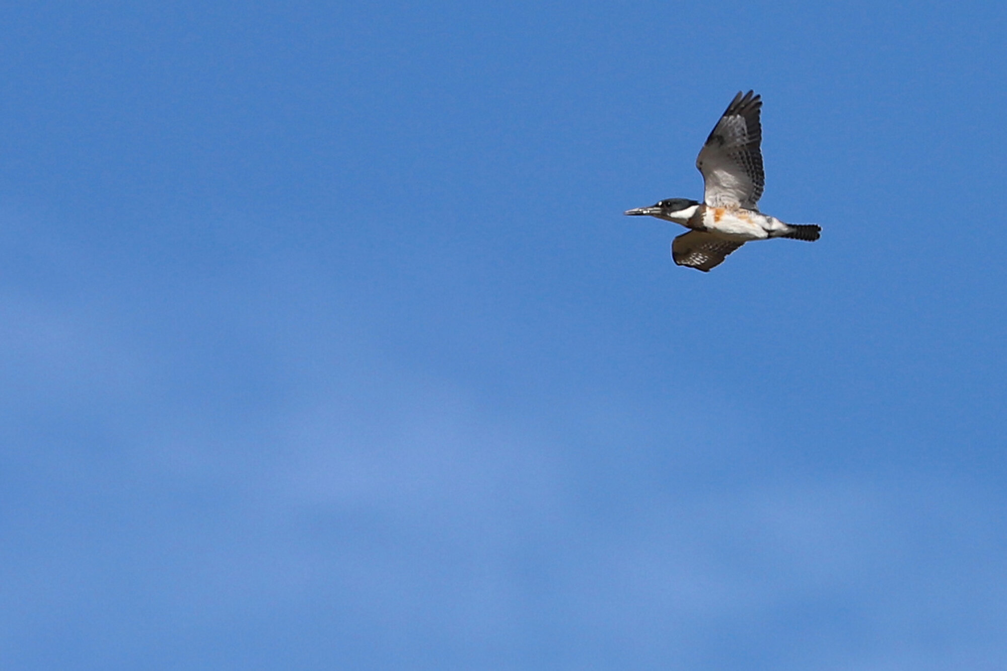 Belted Kingfisher / Back Bay NWR / 26 Oct 