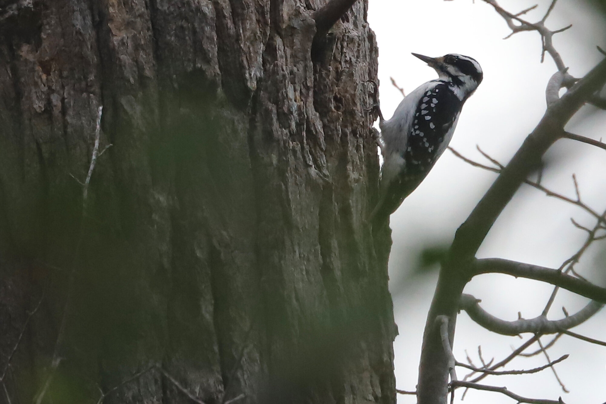  Hairy Woodpecker / First Landing SP / 27 Oct 