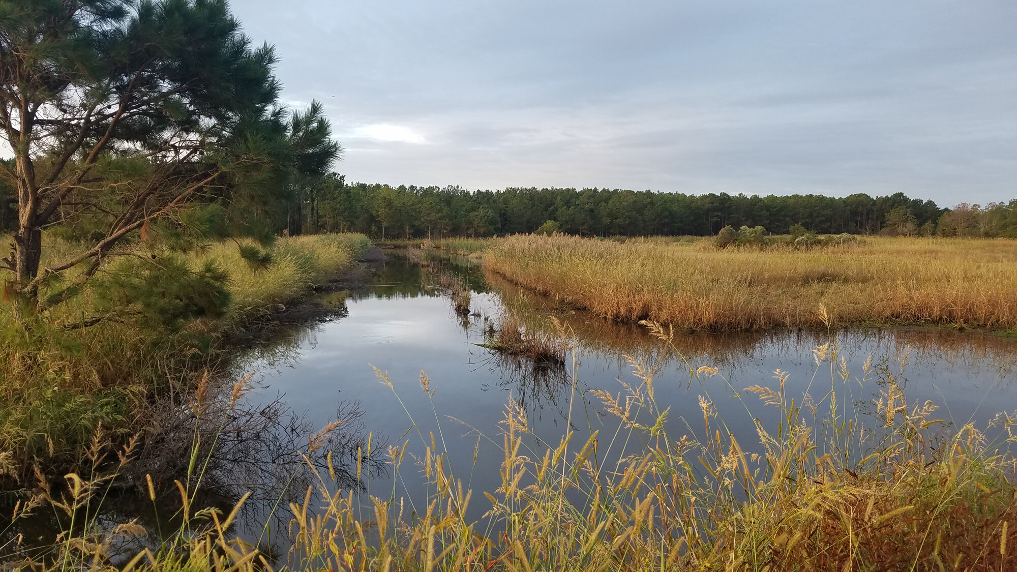  Whitehurst Tract's Purple Gallinule location on 6 Oct; please click this photo to advance to the next! 