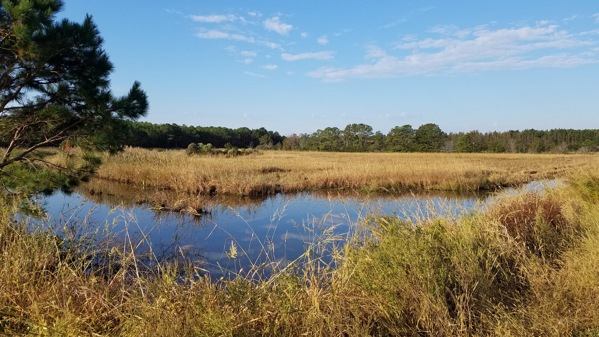  Whitehurst Tract’s northern impoundments on 13 Oct. 