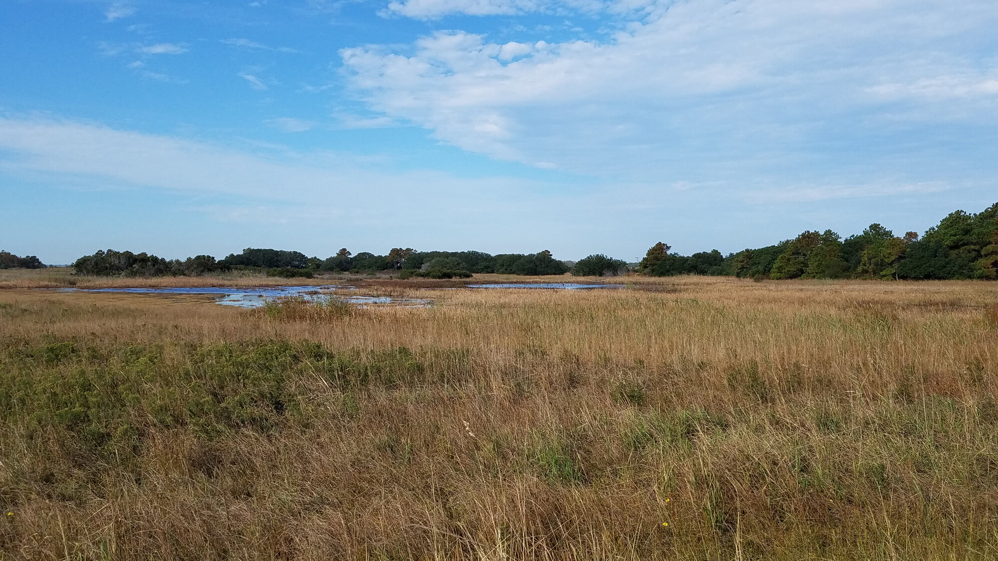  Back Bay NWR's C Pool (north end) on 26 Oct viewed from the East Dike before its closure after 31 Oct. 