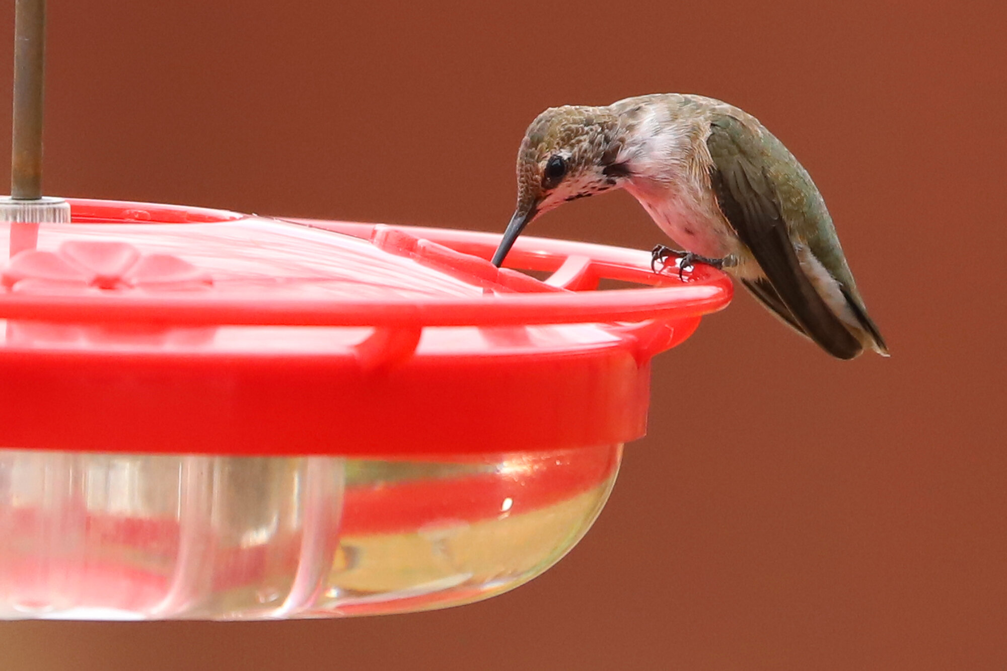  Black-chinned Hummingbird / Blackwater (Private Residence) / 22 Nov 