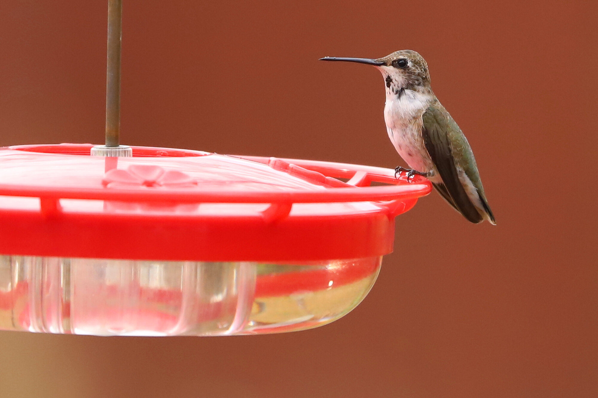  Black-chinned Hummingbird / Blackwater (Private Residence) / 22 Nov; please click this photo to advance to the next! 