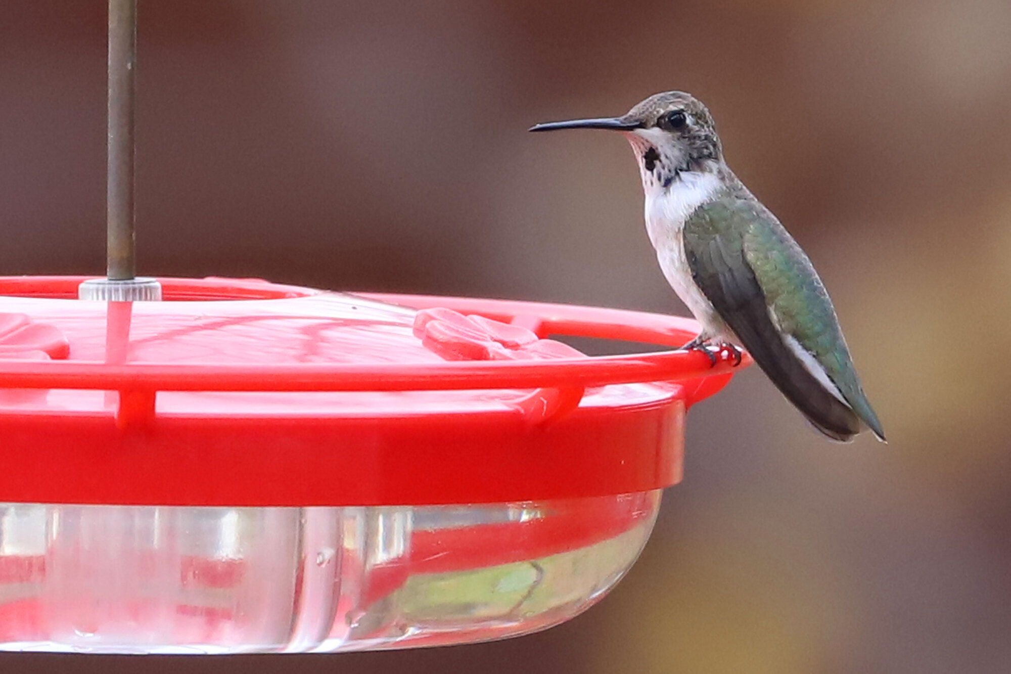  Black-chinned Hummingbird / Blackwater (Private Residence) / 22 Nov 