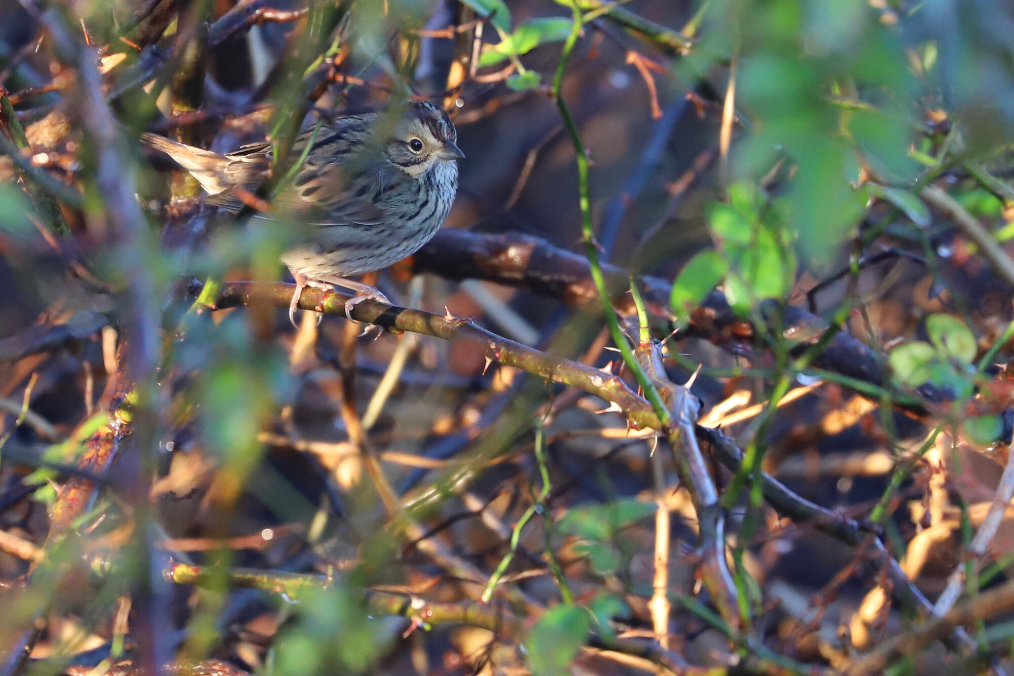  Lincoln's Sparrow / Princess Anne WMA Whitehurst Tract / 24 Nov; please click this photo to advance to the next! 