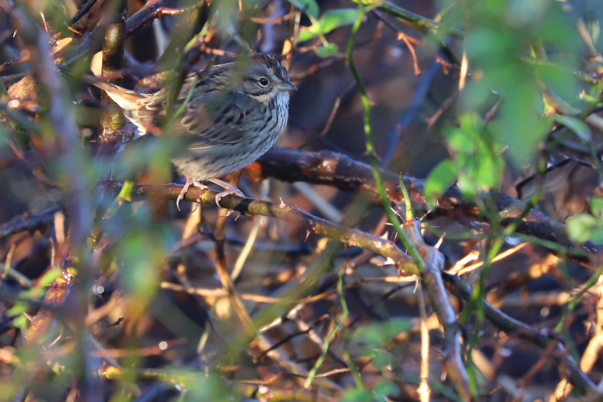  Lincoln's Sparrow / Princess Anne WMA Whitehurst Tract / 24 Nov 