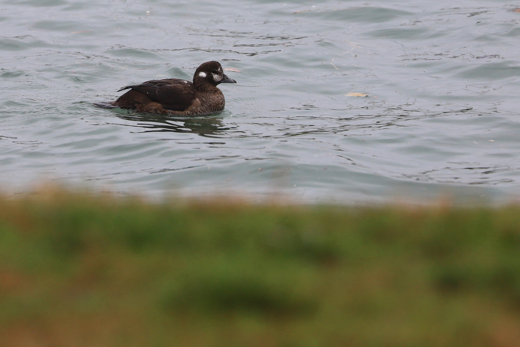  Harlequin Duck / Rudee Inlet / 17 Nov; please click this photo to advance to the next! 