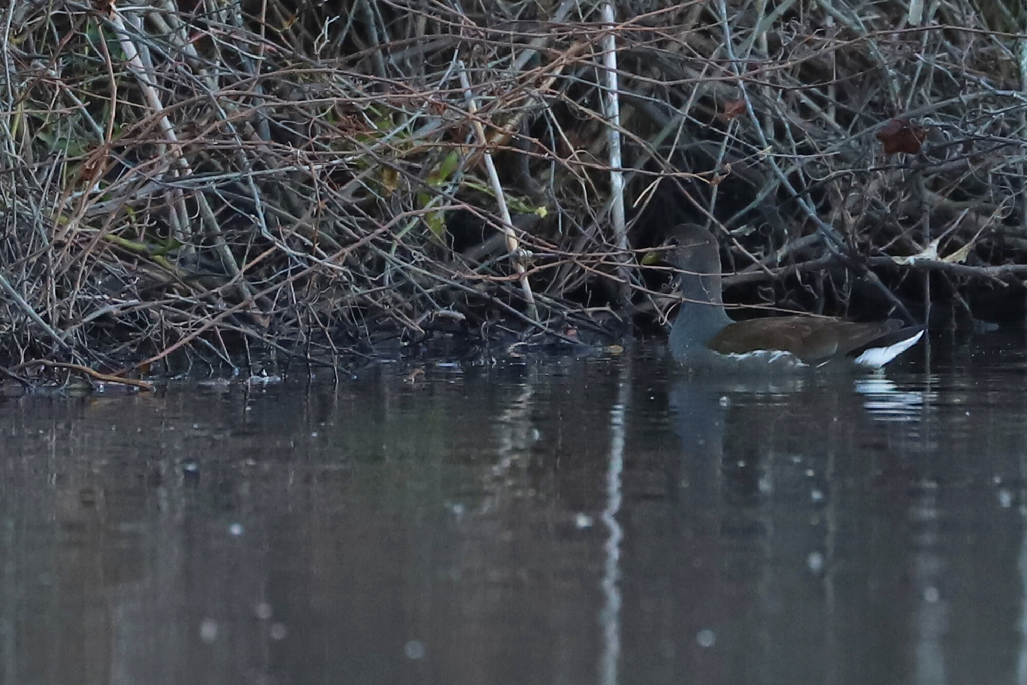  Common Gallinule / Back Bay NWR / 28 Nov 