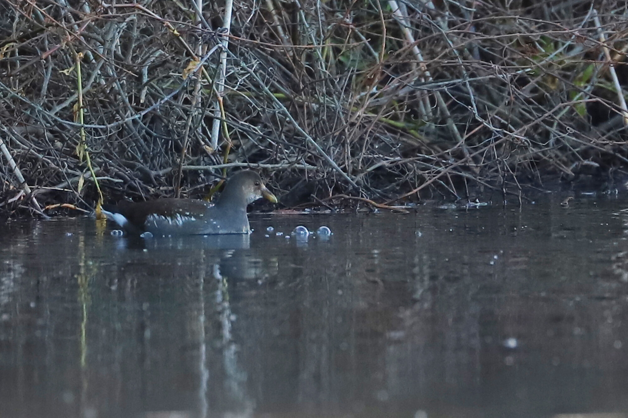 Common Gallinule / Back Bay NWR / 28 Nov; please click this photo to advance to the next! 