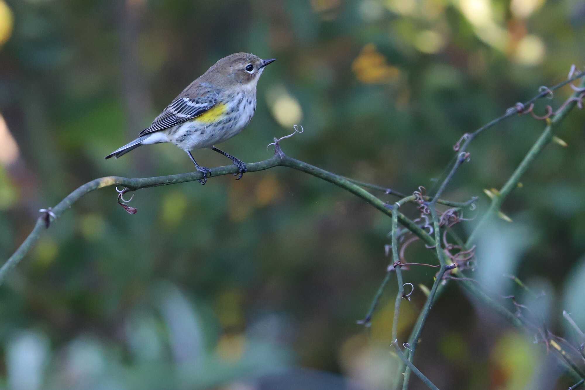  Yellow-rumped Warbler (Myrtle) / Back Bay NWR / 2 Nov 