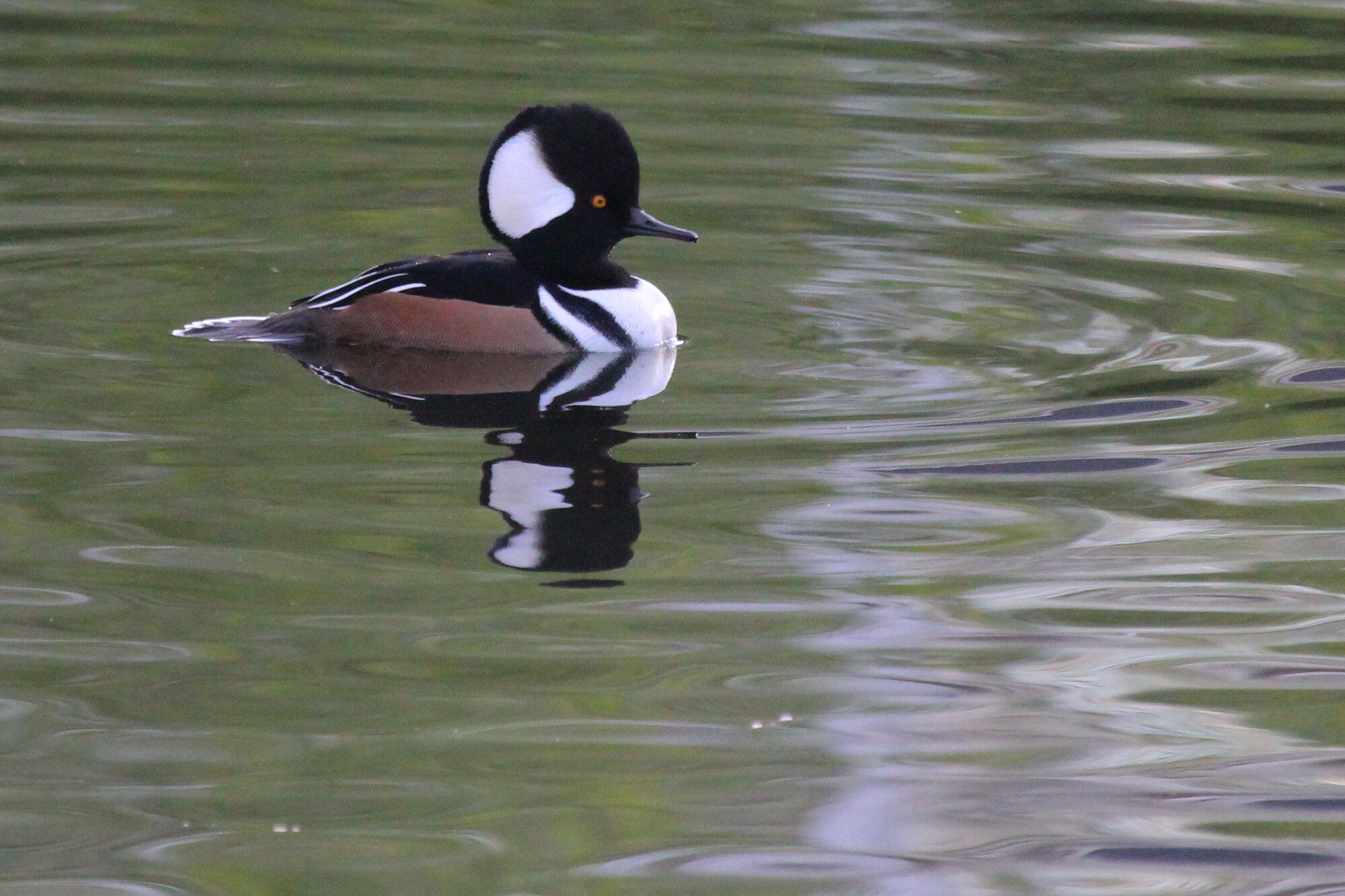 Hooded Merganser / Municipal Center / 5 Nov; please click this photo to advance to the next! 