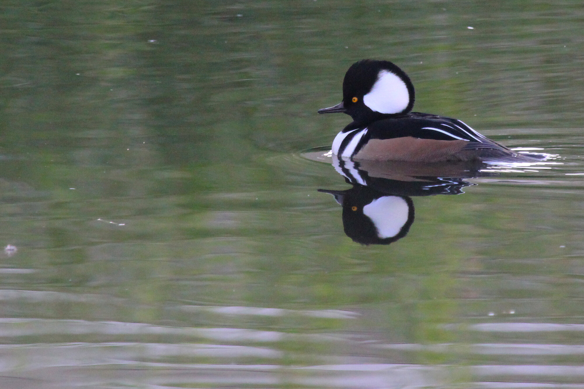  Hooded Merganser / Municipal Center / 5 Nov 