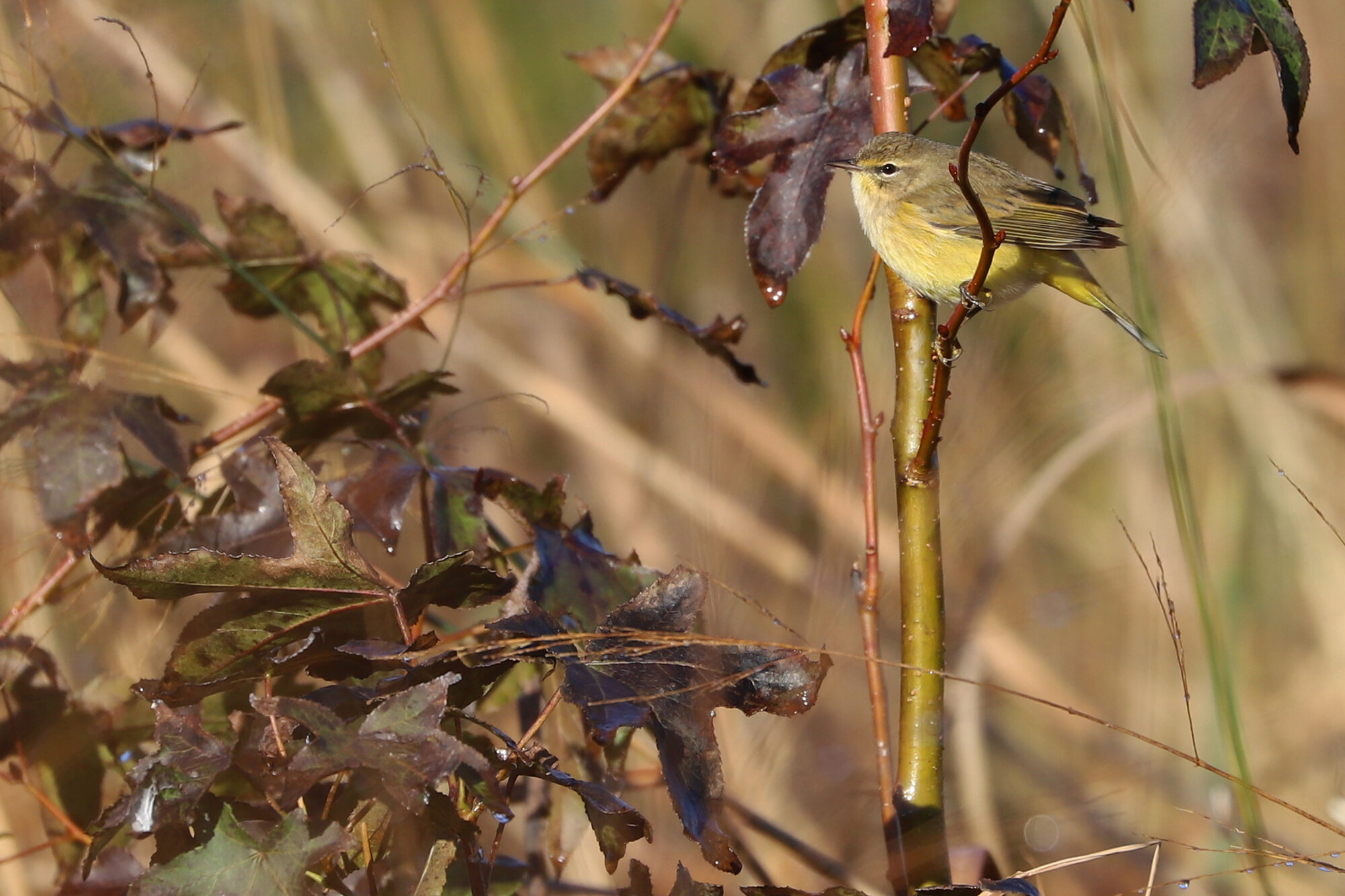  Palm Warbler (Yellow) / Princess Anne WMA Whitehurst Tract / 10 Nov 