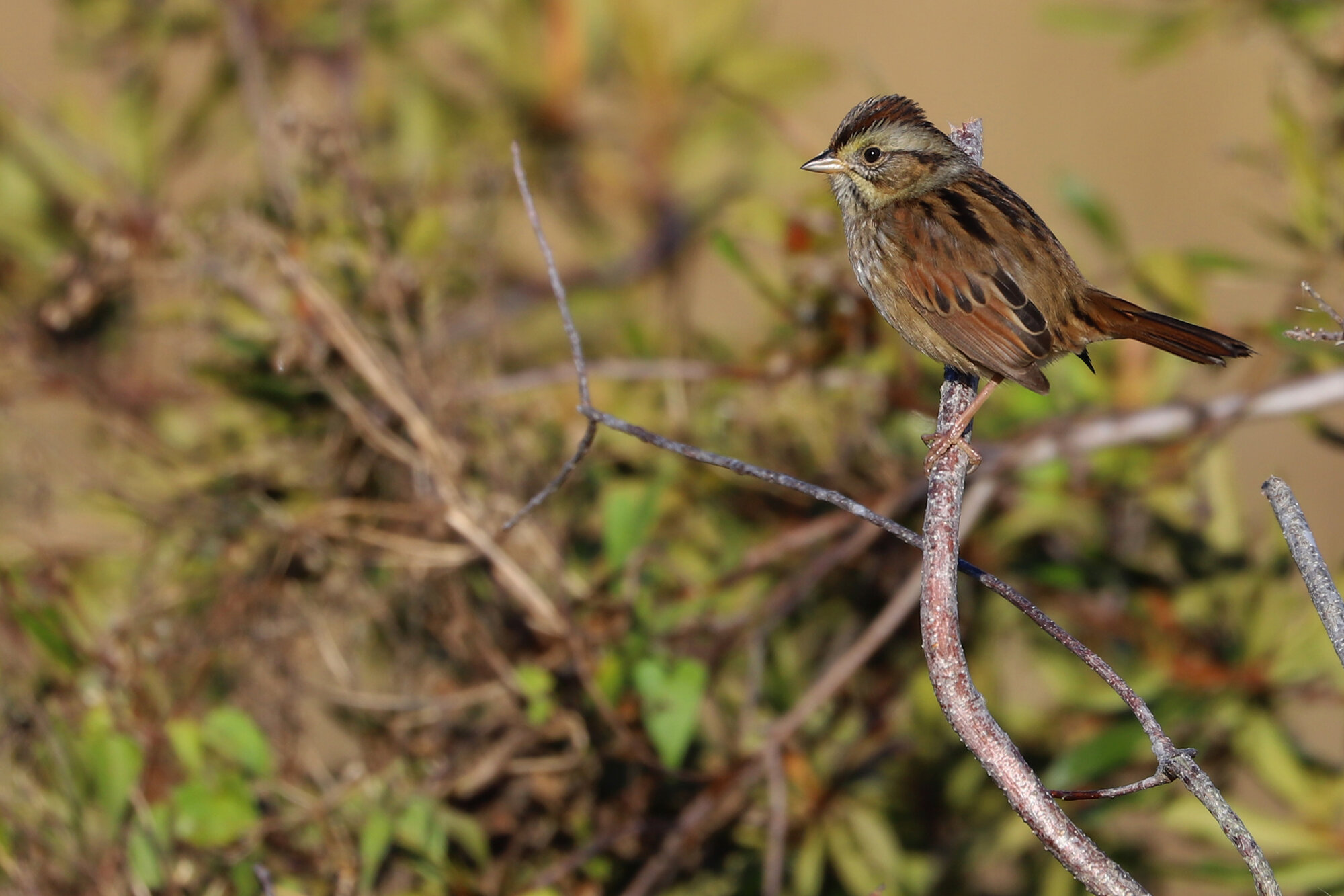  Swamp Sparrow / Princess Anne WMA Whitehurst Tract / 10 Nov; please click this photo to advance to the next! 