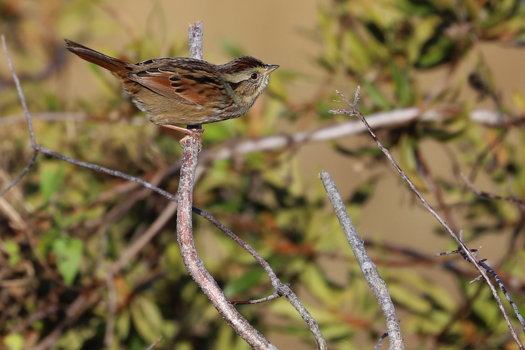  Swamp Sparrow / Princess Anne WMA Whitehurst Tract / 10 Nov 