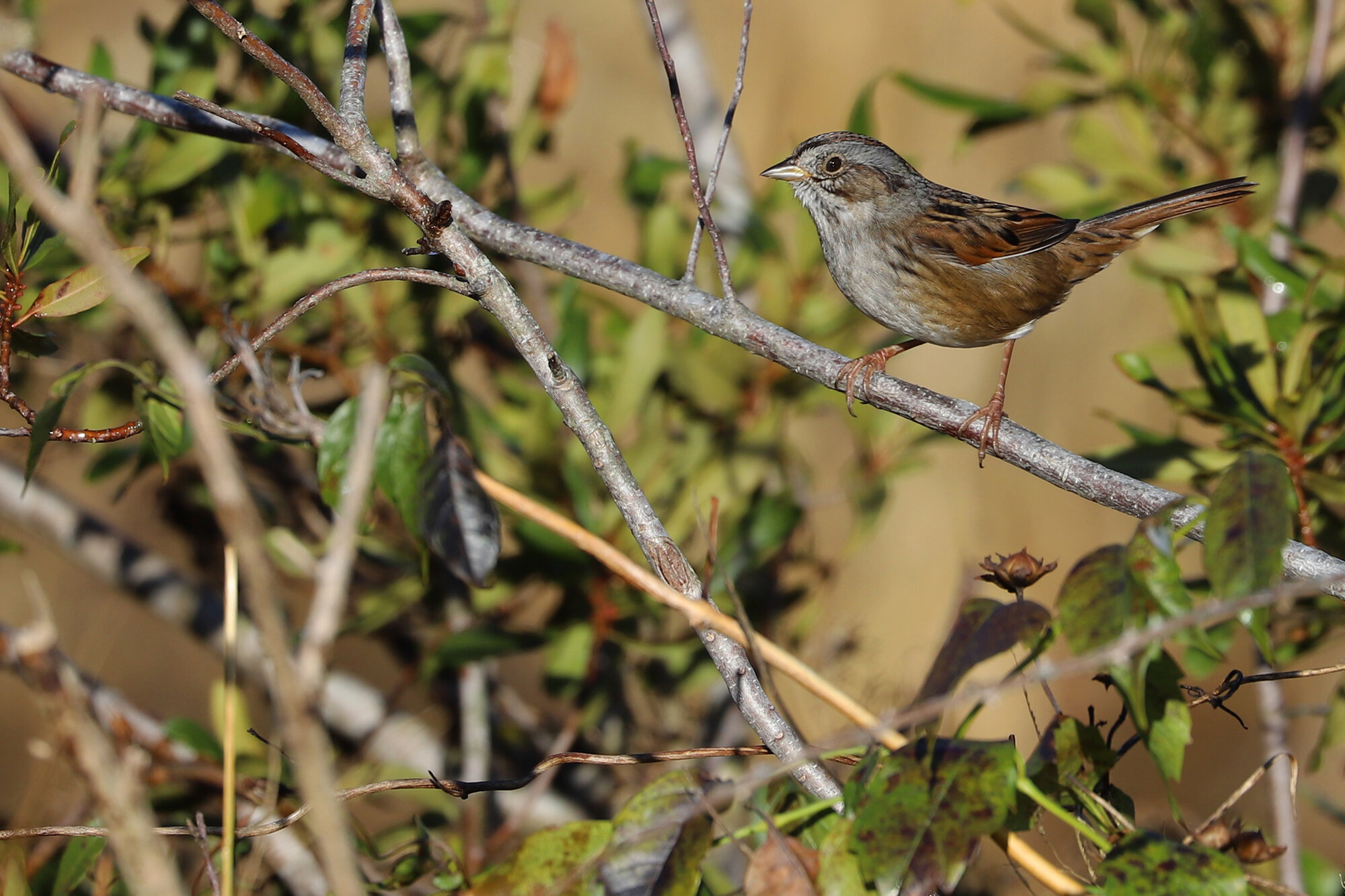  Swamp Sparrow / Princess Anne WMA Whitehurst Tract / 10 Nov 