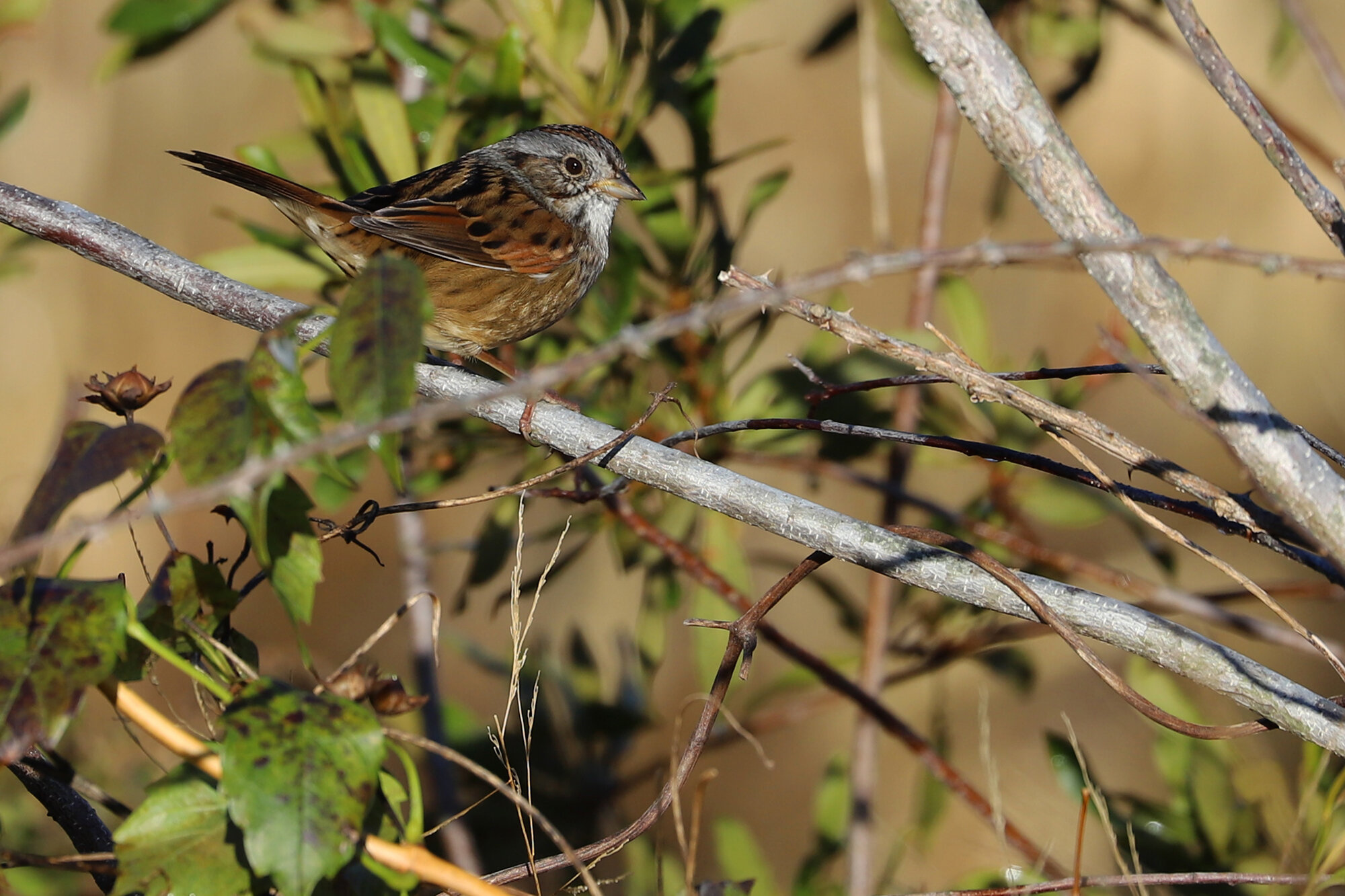  Swamp Sparrow / Princess Anne WMA Whitehurst Tract / 10 Nov 