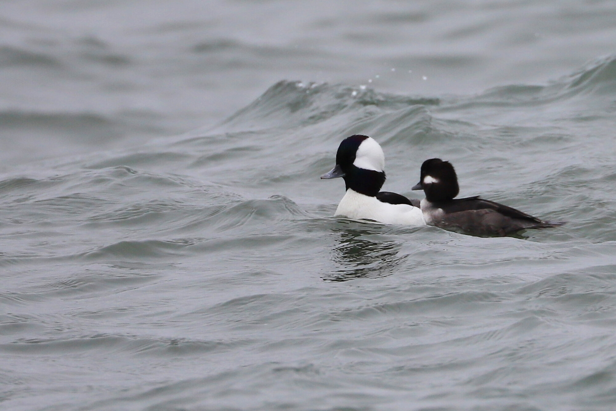  Buffleheads / Rudee Inlet / 17 Nov; please click this photo to advance to the next! 