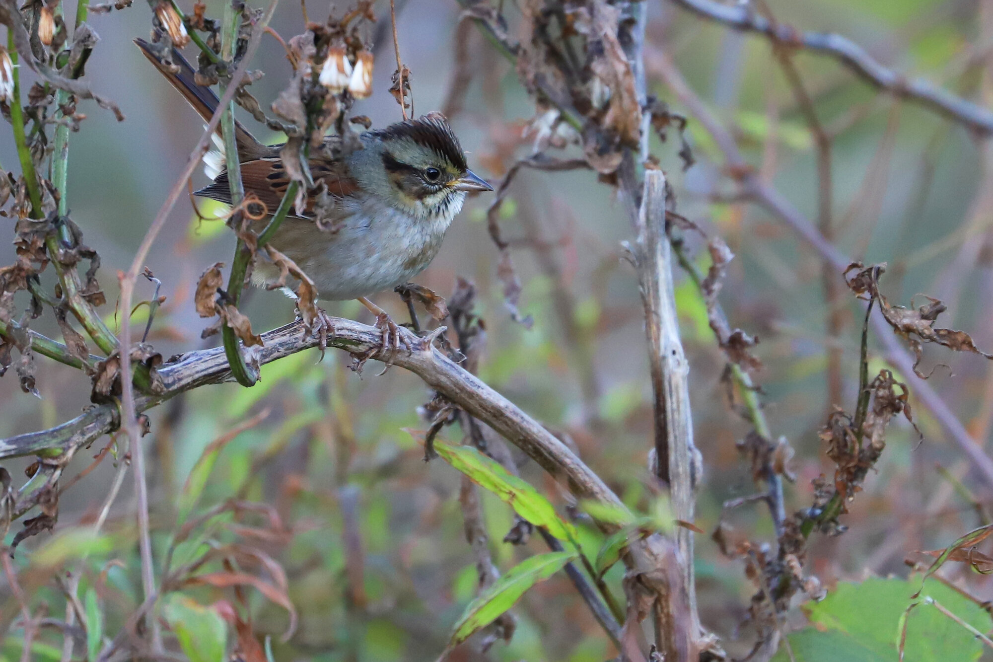  Swamp Sparrow / Back Bay NWR / 28 Nov 