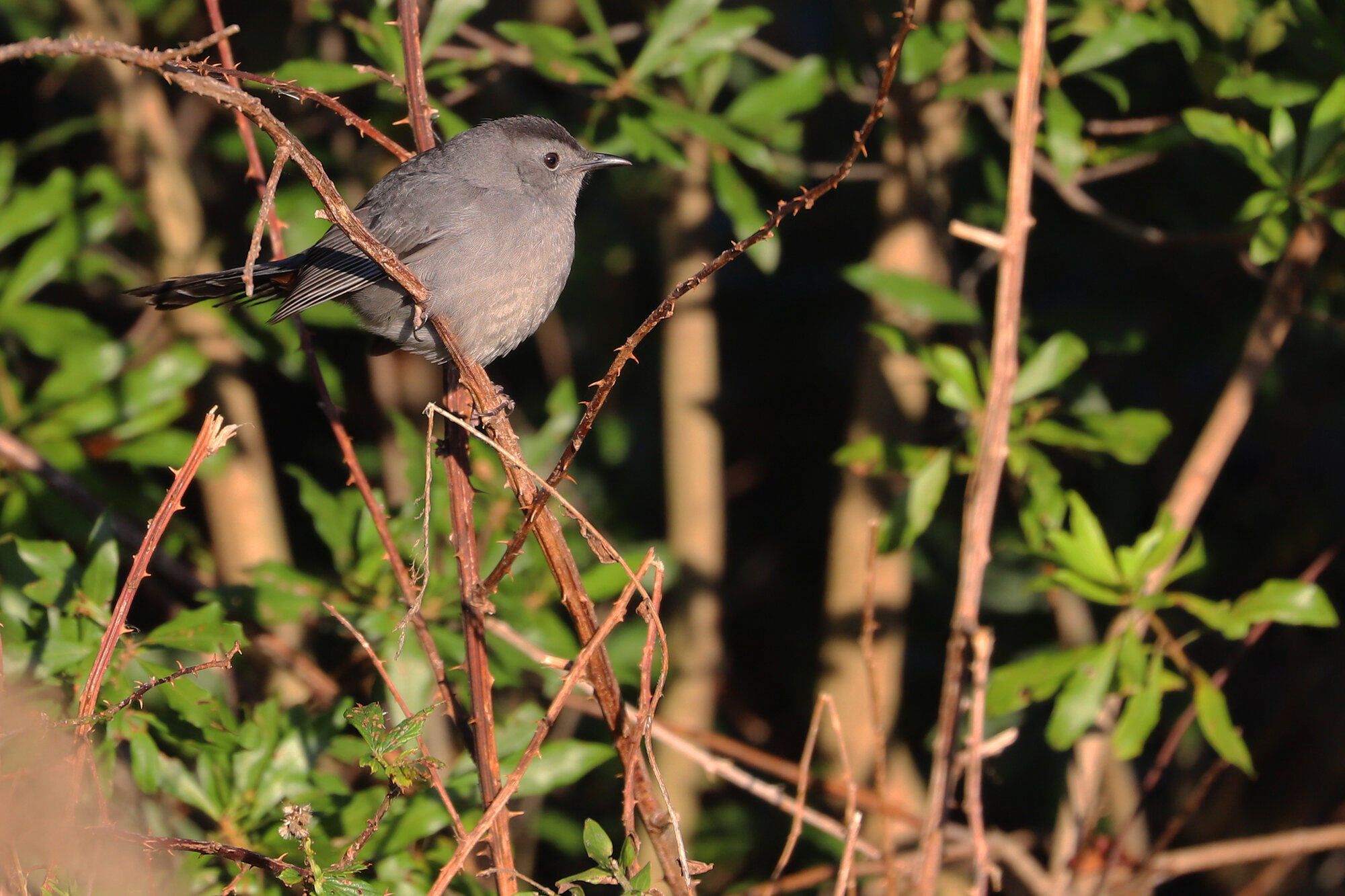  Gray Catbird / Back Bay NWR / 2 Nov 
