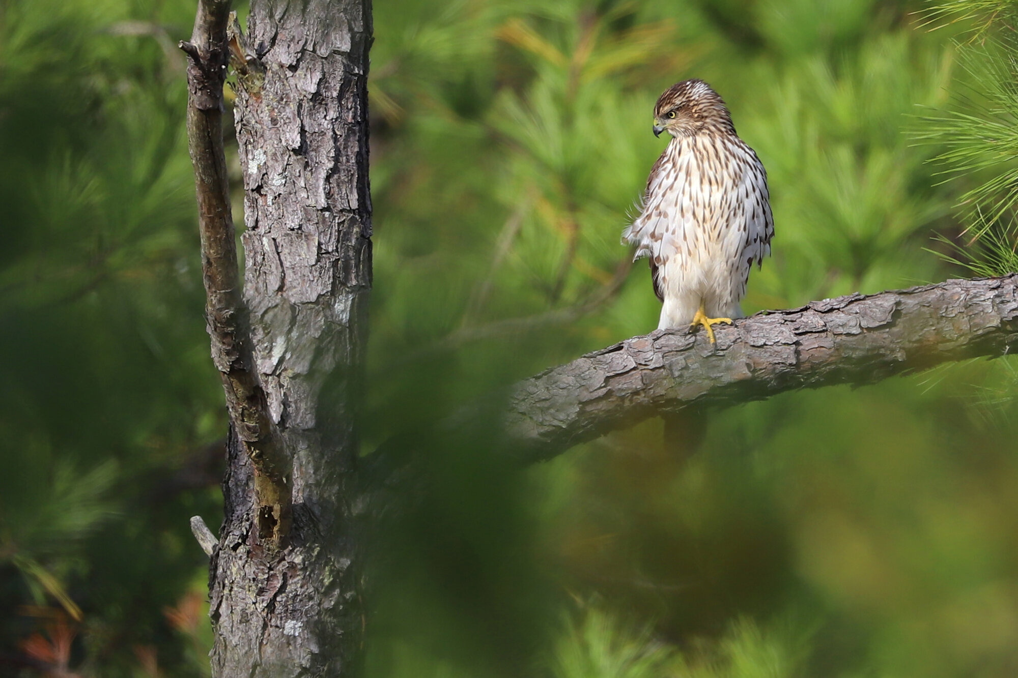  Cooper's Hawk / Pleasure House Point NA / 2 Nov; please click this photo to advance to the next! 