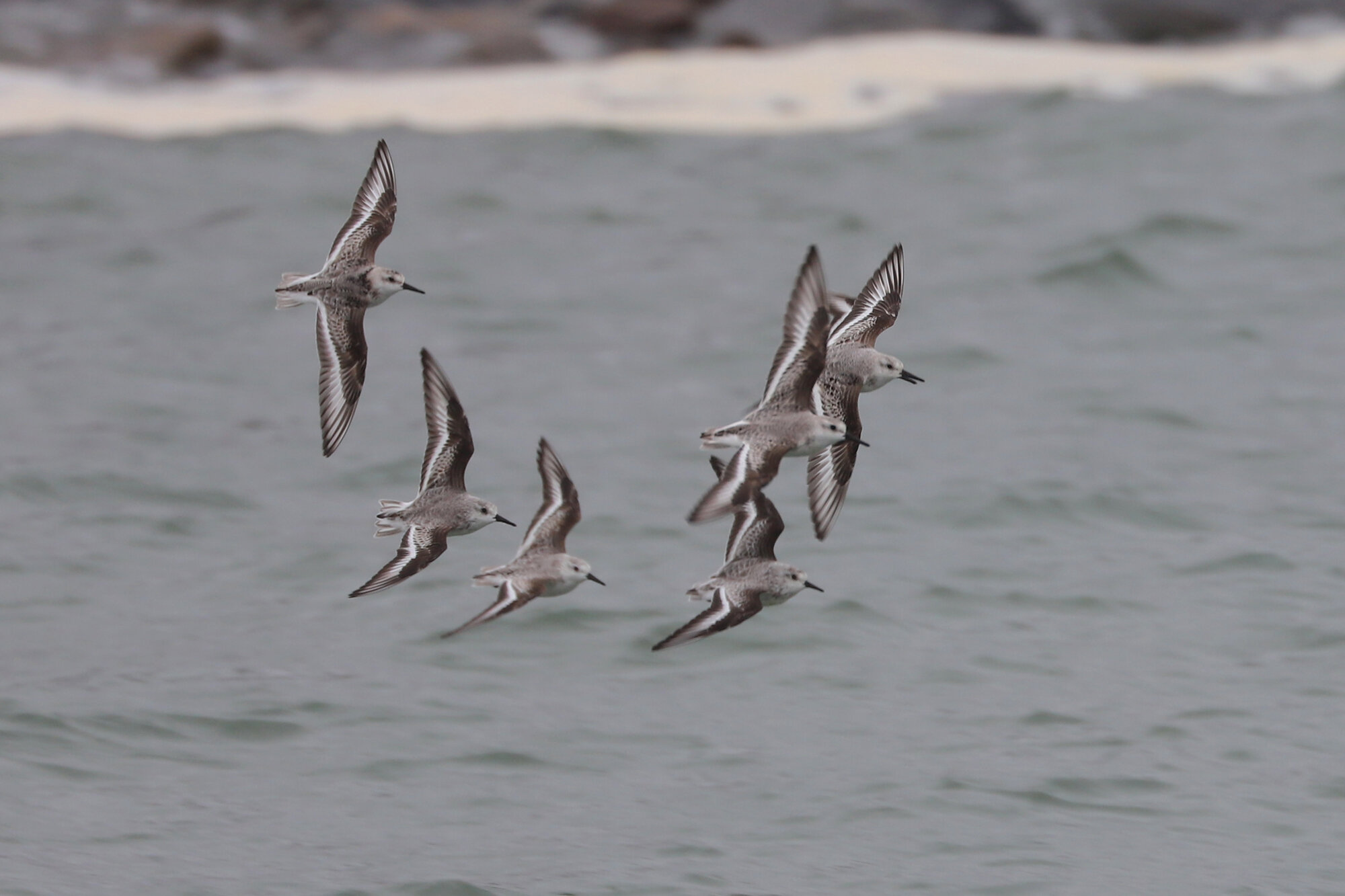  Sanderlings / Rudee Inlet / 17 Nov; please click this photo to advance to the next! 