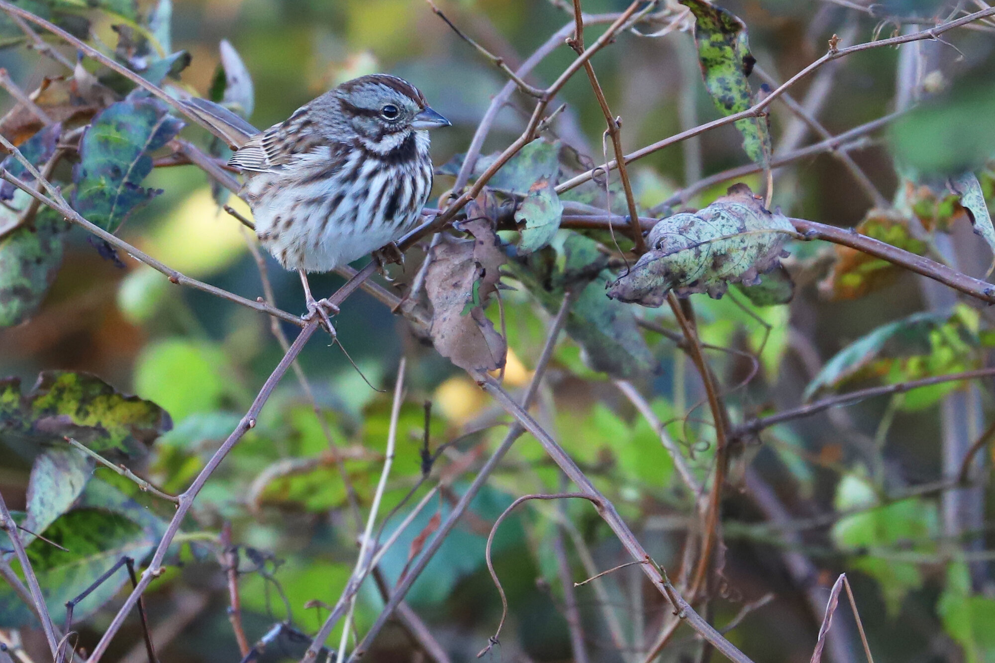  Song Sparrow / Back Bay NWR / 28 Nov 