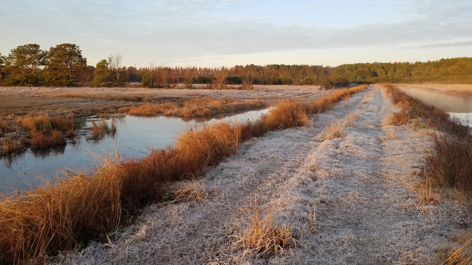  Morning Frost at Princess Anne WMA Whitehurst Tract / 10 Nov 