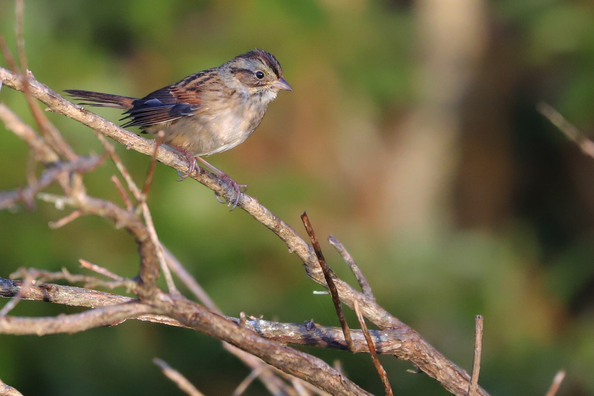  Swamp Sparrow / Princess Anne WMA Whitehurst Tract / 10 Nov 