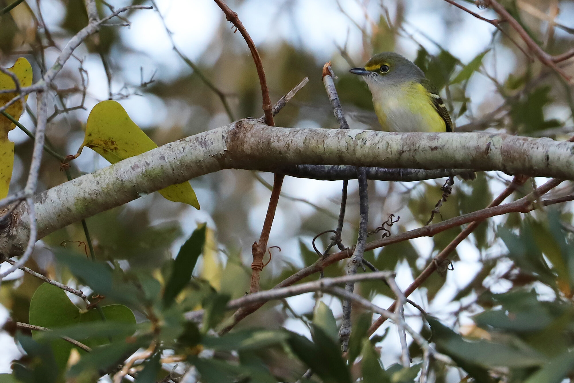  White-eyed Vireo / Princess Anne WMA Whitehurst Tract / 8 Dec 