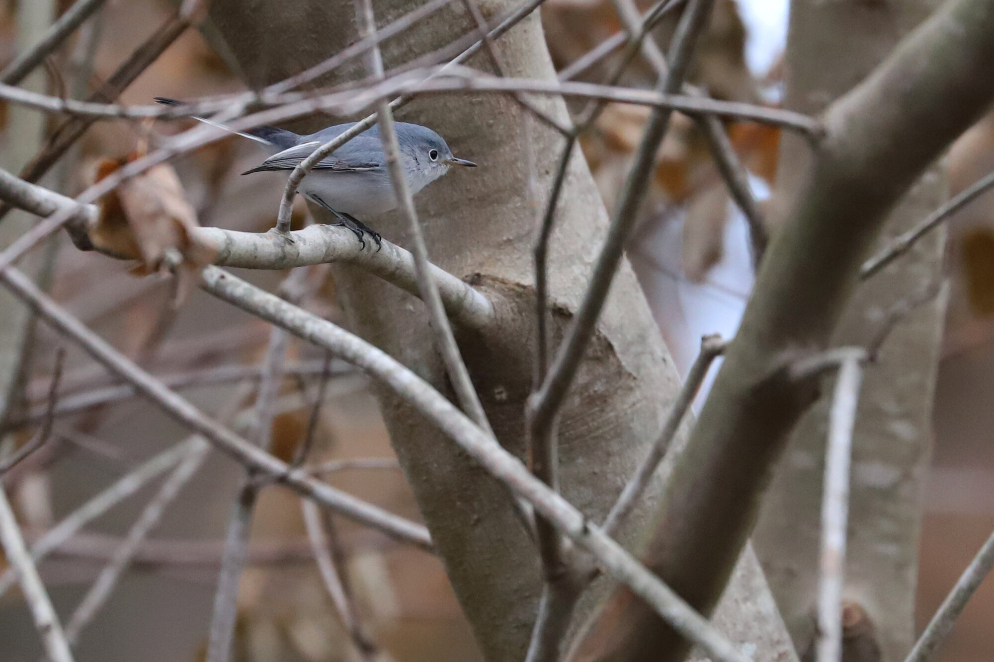  Blue-gray Gnatcatcher / Stumpy Lake NA / 6 Dec 