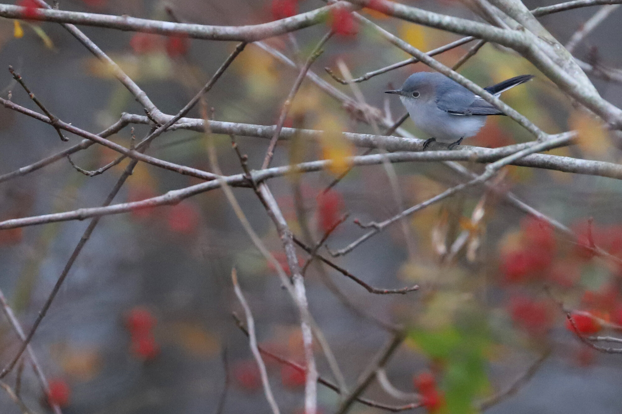  Blue-gray Gnatcatcher / Stumpy Lake NA / 6 Dec 