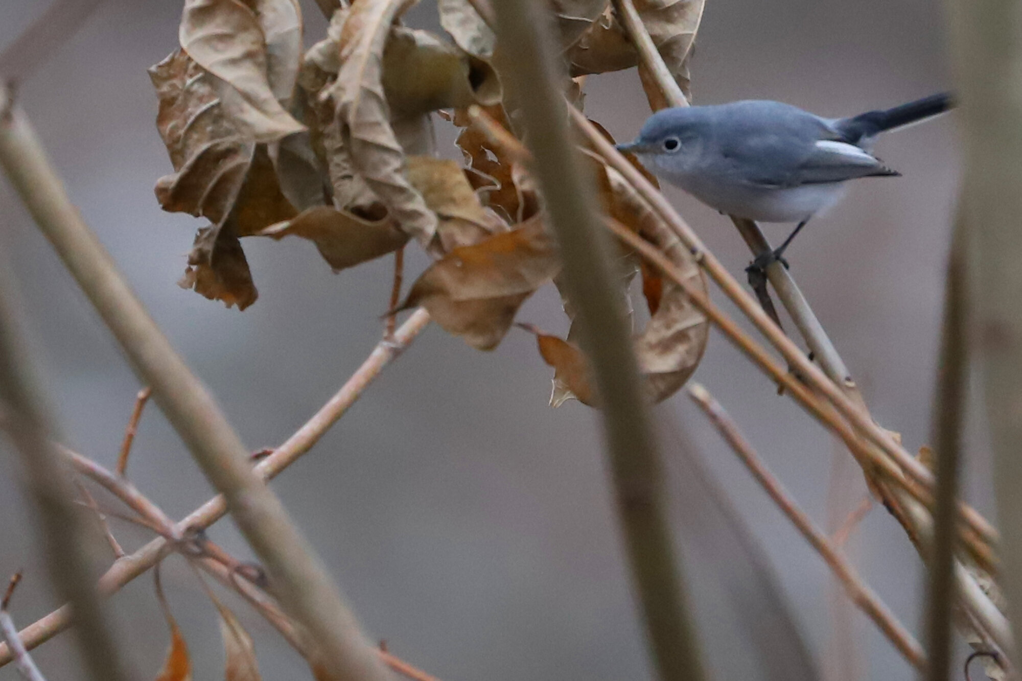  Blue-gray Gnatcatcher / Stumpy Lake NA / 6 Dec 