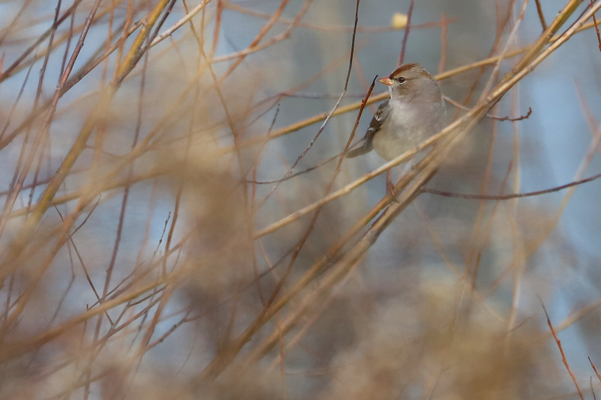  White-crowned Sparrow (Dark-lored) / Harris Teeter Retention Pond / 27 Dec; please click this photo to advance to the next! 