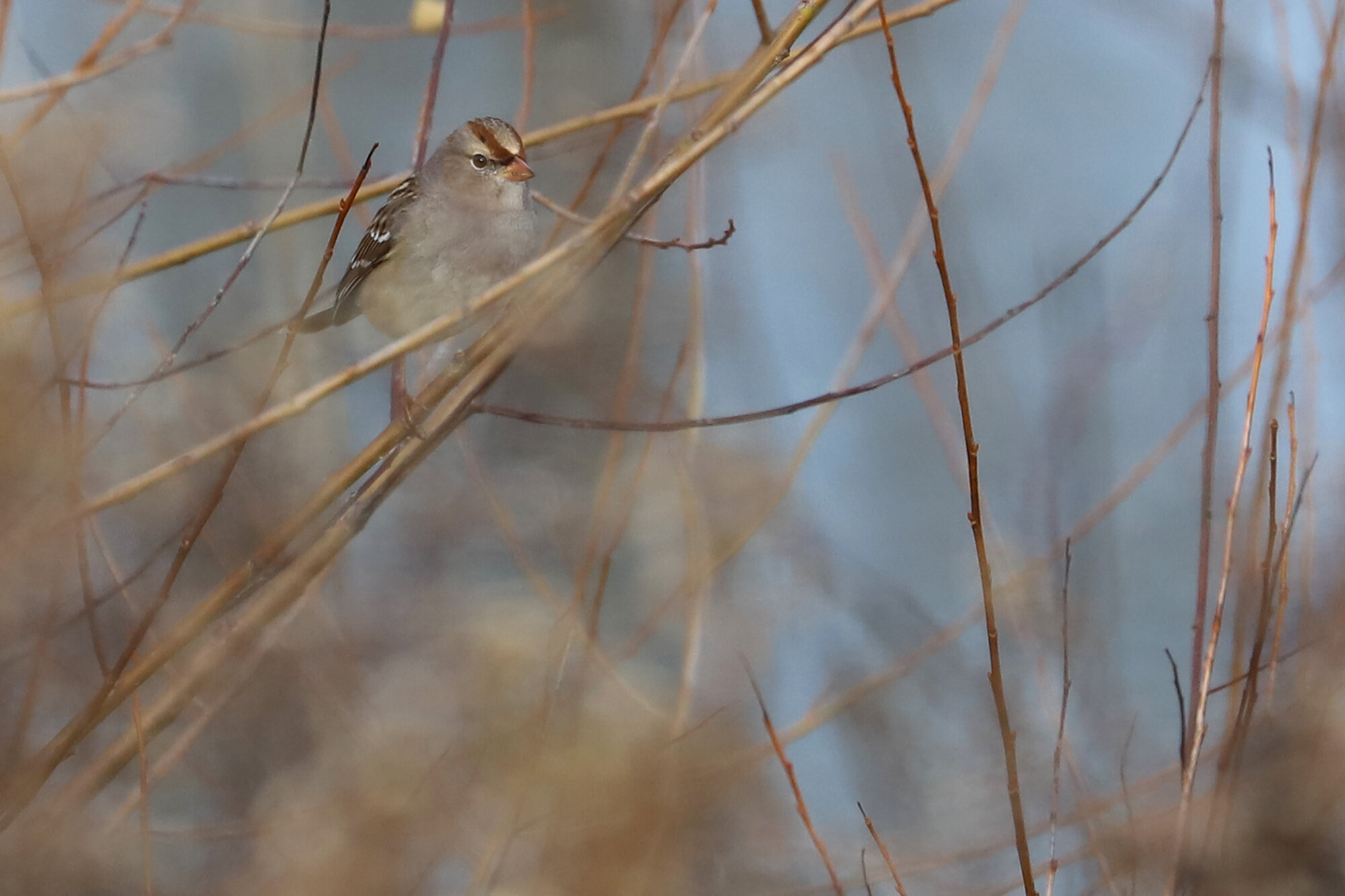  White-crowned Sparrow (Dark-lored) / Harris Teeter Retention Pond / 27 Dec 